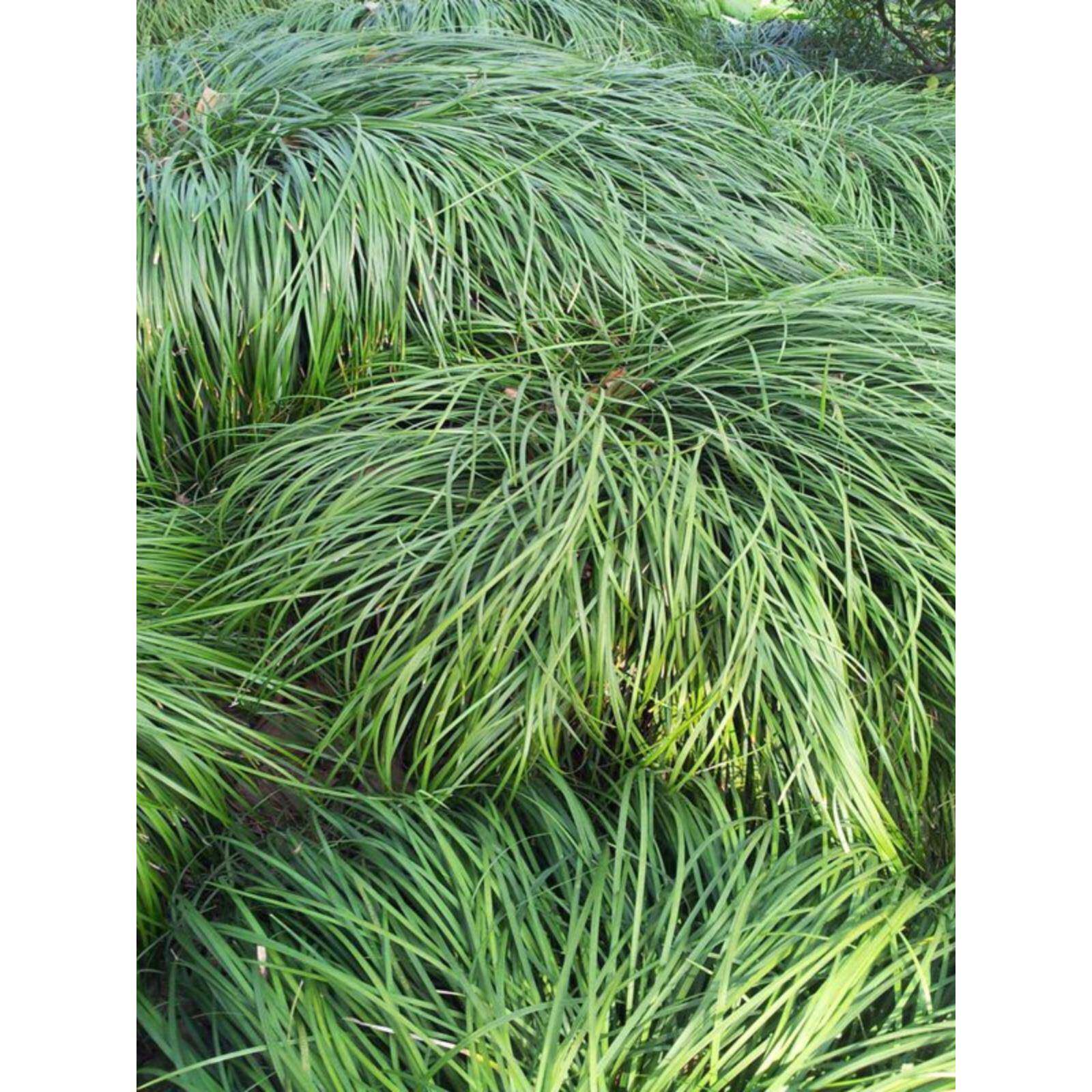 厂促麦冬叶苗边细庭院绿化草沿青植物麦花篱坛叶常叶笆冬青耐寒植