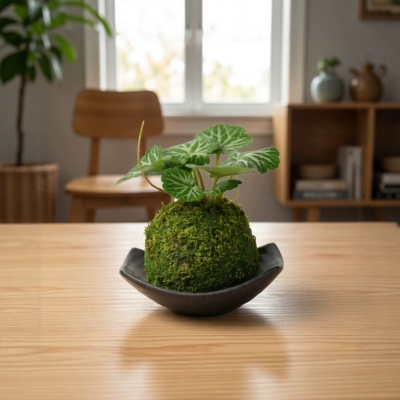 三杆发财树苔藓球水培易养招财