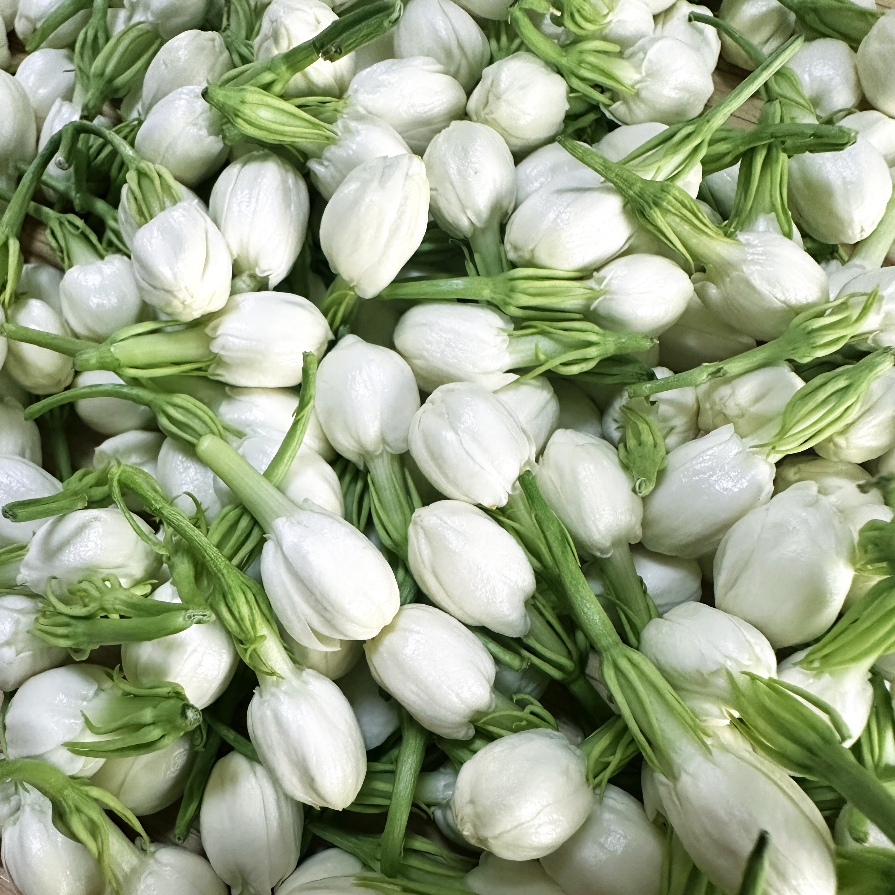 茉莉花鲜花现摘广西横县新鲜茉莉花手环摆摊食用纯露窨茶活动材料