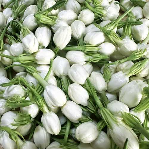 茉莉花鲜花现摘广西横县新鲜茉莉花手环摆摊食用纯露窨茶活动材料