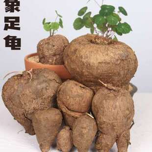 象足龟特色不爬藤圆叶山乌龟立杆非一叶龟素可泰萝卜龟红藤小叶