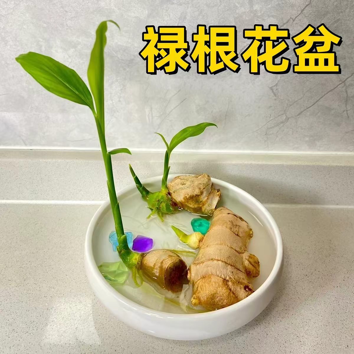 禄根花盆种植生姜禅意风陶瓷大号