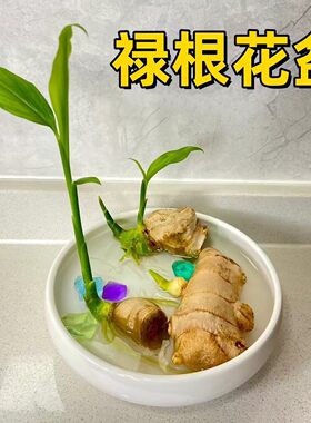 禄根花盆种植生姜禅意风陶瓷大号