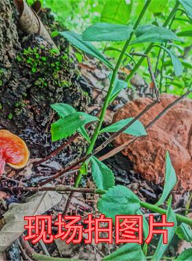 神架农灵野生生灵芝正品芝MKI野灵芝粉紫灵芝赤灵芝灵芝片桑黄小