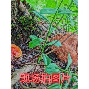 神架农灵野生生灵芝正品芝MKI野灵芝粉紫灵芝赤灵芝灵芝片桑黄小