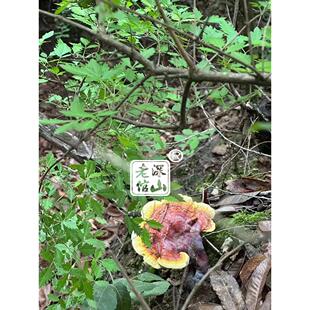 深山老牌云南特产芝纯野生灵赤TKL芝 林倌 赤灵芝芝半斤五个新货