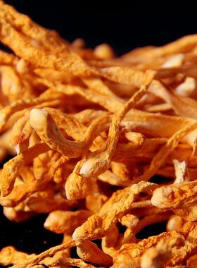 JMV大孢子头虫草花干货500g新无硫北金鲜蛹虫材东草广煲汤料