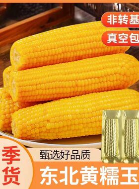 东北黄糯玉米新鲜软糯粘苞玉米现摘真空装早餐代餐饱腹玉米棒