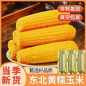 刘老杆东北黄糯玉米软糯粘苞玉米中棒8根