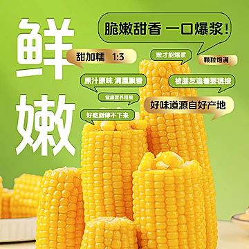 2025东北新鲜软糯黄粘苞玉米
