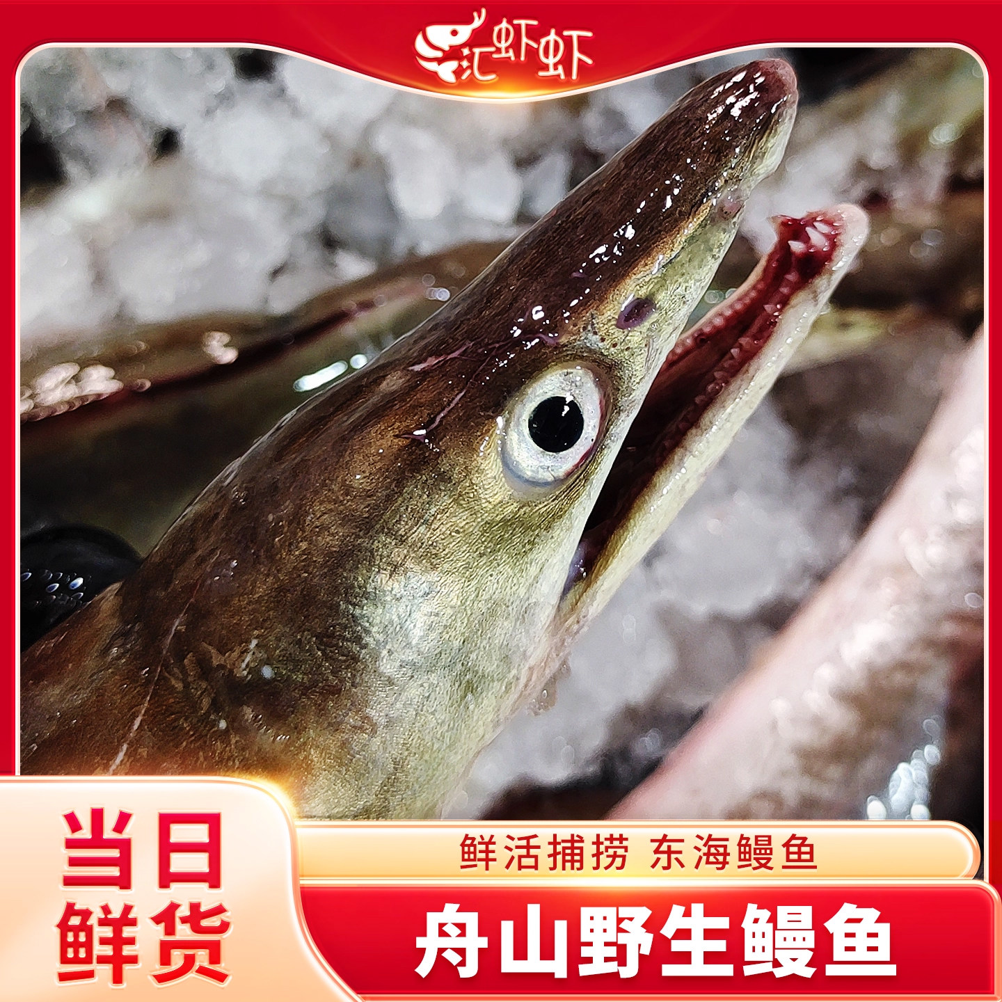 舟山鳗鱼冰鲜鳗鱼油鳗东海鳗鱼整条海鲜水产鲜货,水产肉类/新鲜蔬果/熟食,鳗鱼,淘宝优惠券,粉丝福利购,淘宝优惠卷