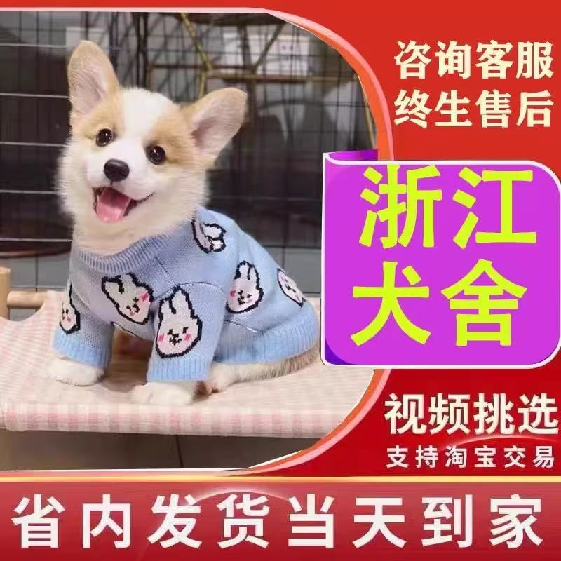 【浙江犬舍】柯基犬幼犬纯种小型犬宠物狗狗三双色短腿柯基犬