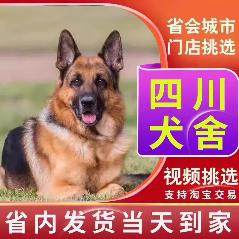 纯种德牧幼犬黑背德国牧羊犬大型狼狗活体宠物狗训练