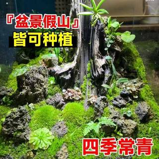 苔藓孢子粉种子粉耐晒青苔吸水石假山上水植物附石草花盆铺面草籽