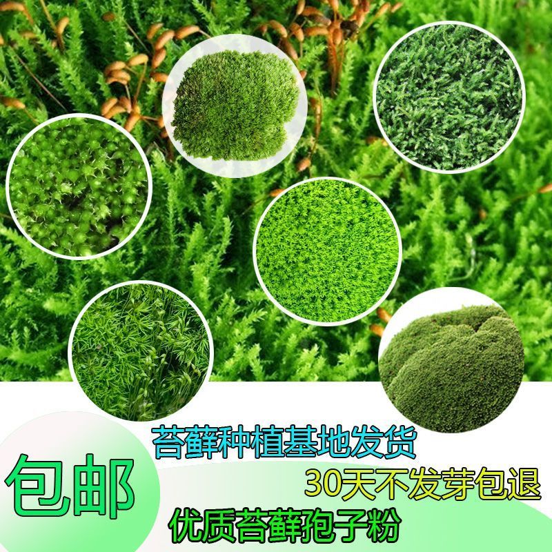 苔藓孢子粉鲜活青苔绿植地毯