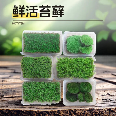 青苔藓鲜活微景观盆景盆栽铺面