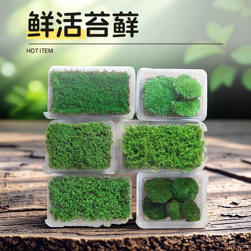 青苔藓鲜活微景观盆景盆栽铺面