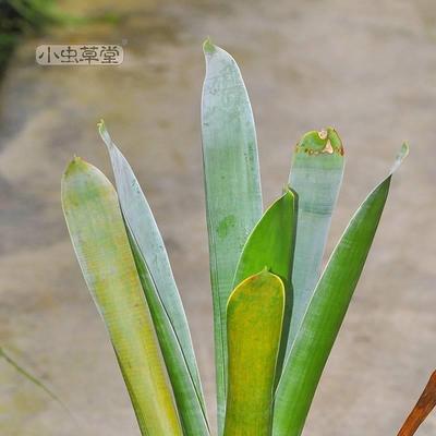 小布洛食虫凤梨积水小虫草堂食虫植物雨林缸水陆造景室内微景观