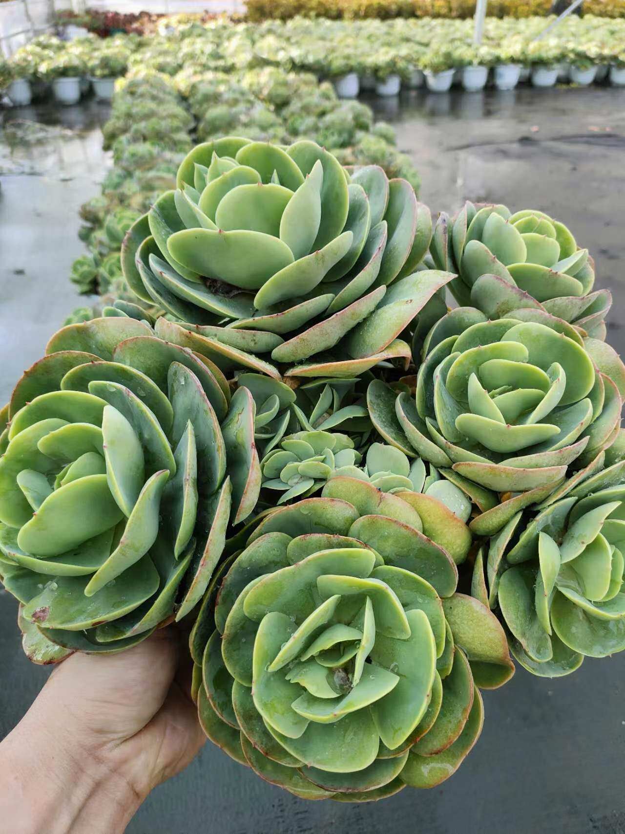 碧桃多肉大白盆多头老桩精品绿植基地直发花园庭院楼顶阳台种植