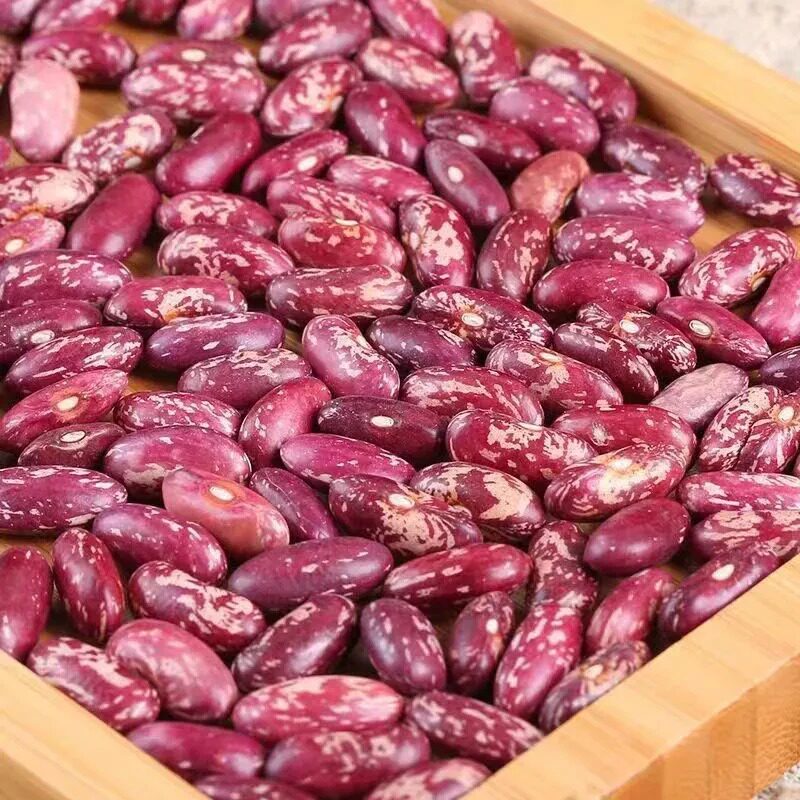 东北紫花芸豆五谷杂粮焖饭豆大红芸豆饭豆大碴粥农家芸豆好煮软糯