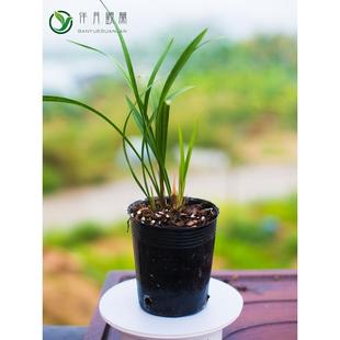 兰国兰花卉盆栽植物名贵带花苞浓香 兰花苗建兰四季