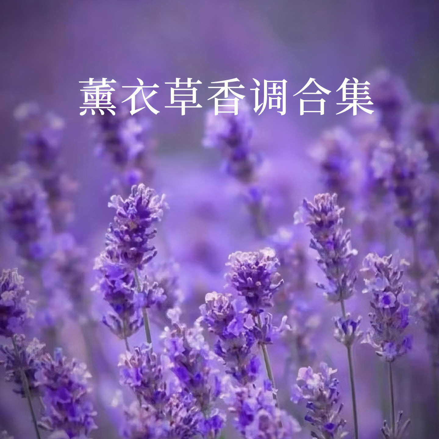 薰衣草香调合集黑色达卡牧羊少年运茶船卡门情人致奢银熠平替香水