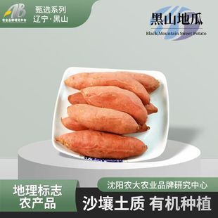 【农大甄选】黑山地瓜黑山红薯东北红薯新鲜甘薯现挖地瓜厂家直发