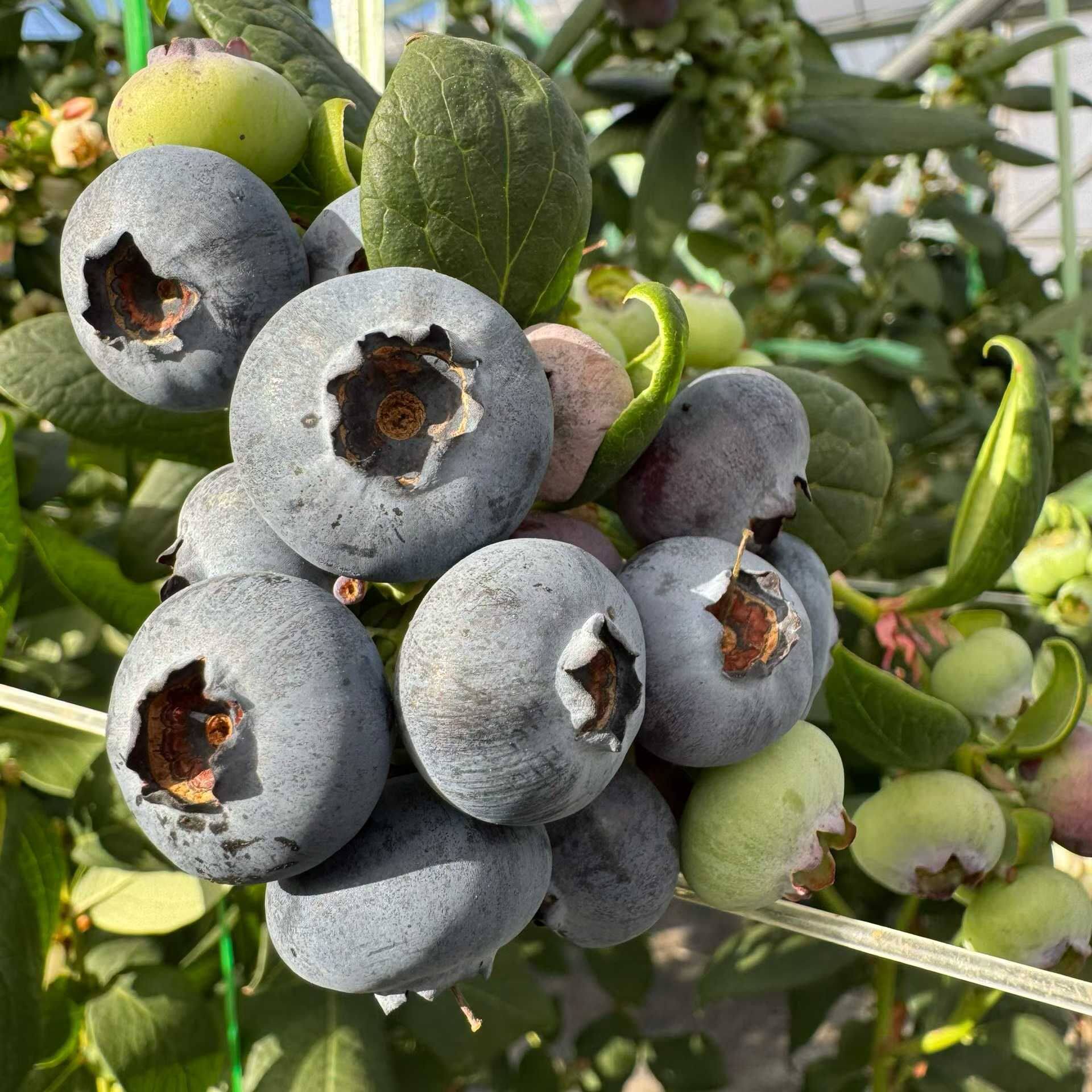 【F6蓝莓带花带果】云南果树苗木盆栽花卉四季阳台庭院南北种植物