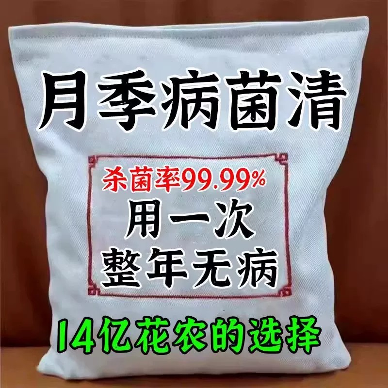 月季花病害专用黄叶黑斑枯枝病图片