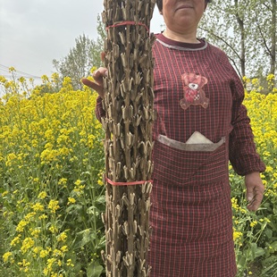 25年全新芝麻杆芝麻穗整棵芝麻杆带根开业搬家乔迁之喜芝麻杆子