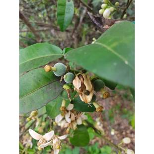 化JYJ州橘红嫁接苗正毛苗化橘树橘苗化橘果地桔红原产化州金毛红