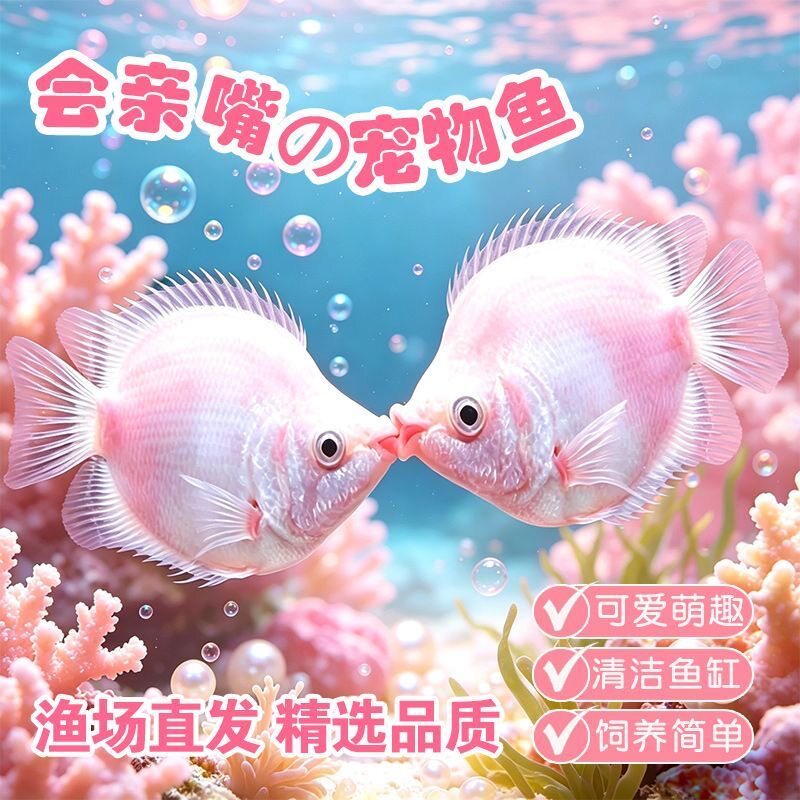 接吻鱼好养鱼苗观赏鱼小型淡水玛鱼