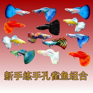 孔雀鱼活鱼热带鱼观赏鱼小型淡水好养耐活金鱼凤尾鱼活体宠物鱼苗