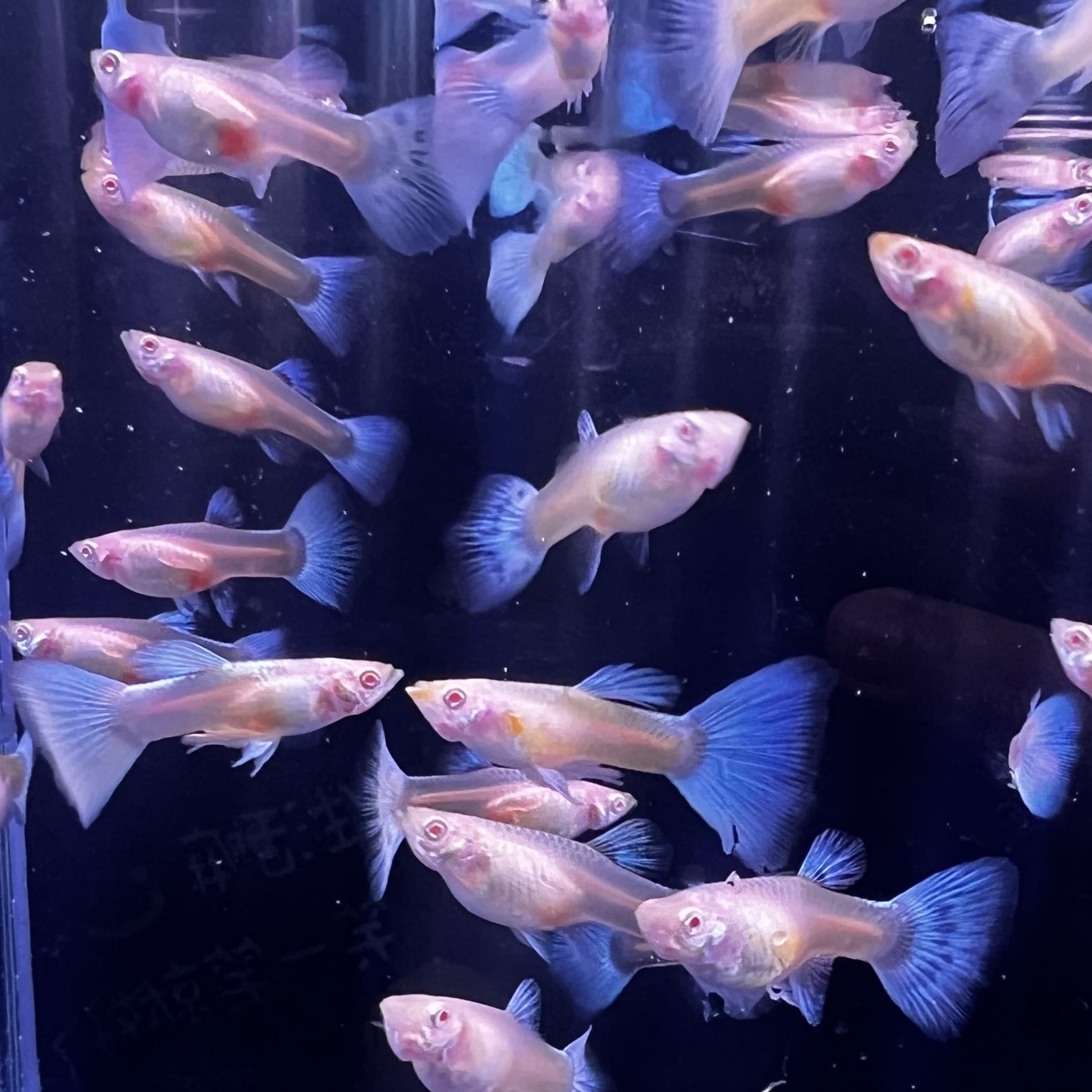 天空蓝孔雀鱼热带淡水成鱼活体装新手易养小型观赏鱼蓝白孔雀鱼