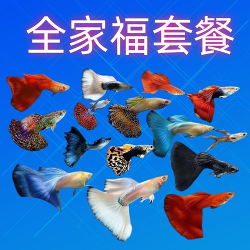 孔雀鱼活鱼热带鱼观赏鱼