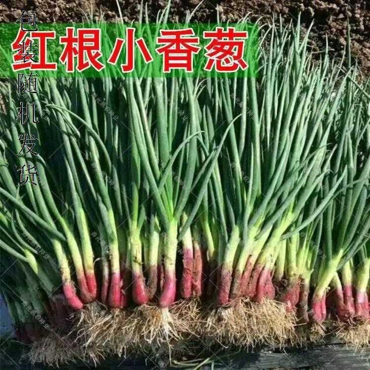 红根小香葱种子红葱籽种葱头小头盆栽香葱孑菜四季蔬菜种籽葱高产