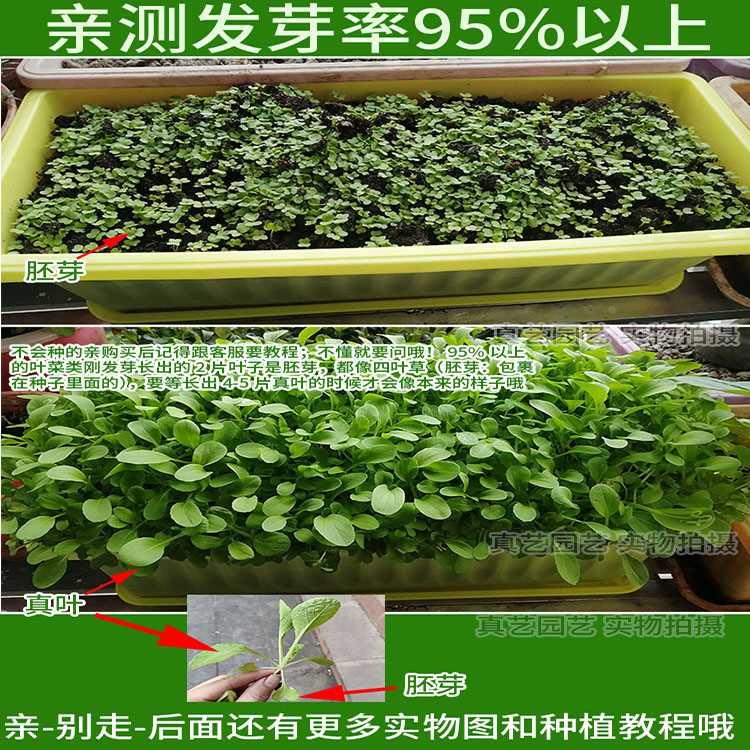 阿波罗25g菠菜圆波斯杂交别名薐叶孑籽甜菜连根蔬菜种子柃菠菠鹦