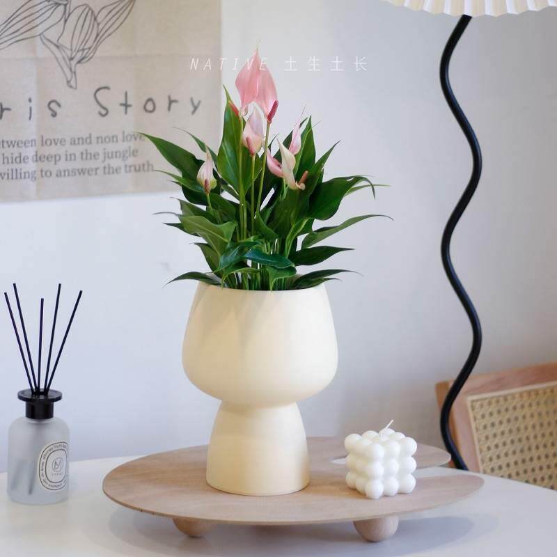 土生土长 进口粉掌莉莉花卉盆栽带花室内办公桌面植物红掌净化空