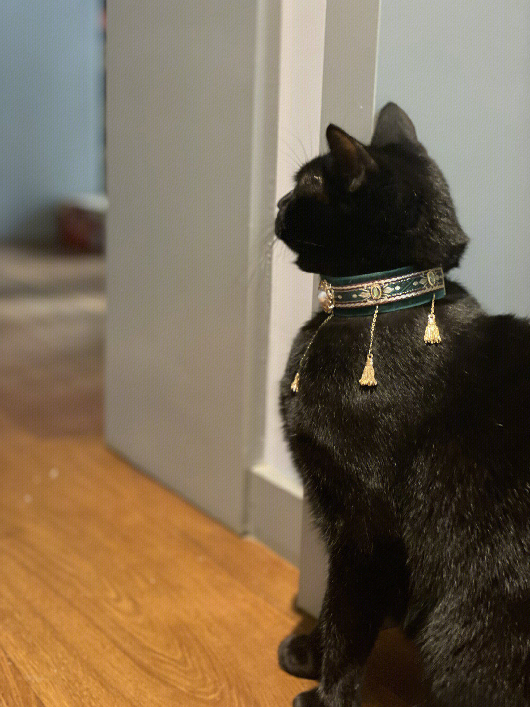 两长一短猫项圈猫项链法老喵猫咪