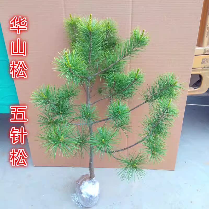 华山松树苗华山松迎客松白皮松苗五针松盆景造型素材黑松苗