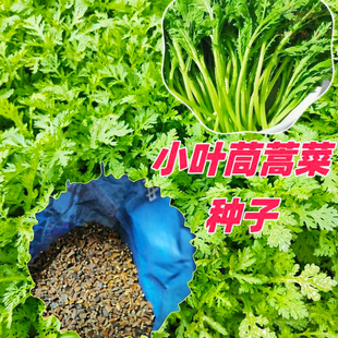 小叶茼蒿皇帝菜种子四季播青菜春菊菜中叶茼蒿菜种籽种植蔬菜种子