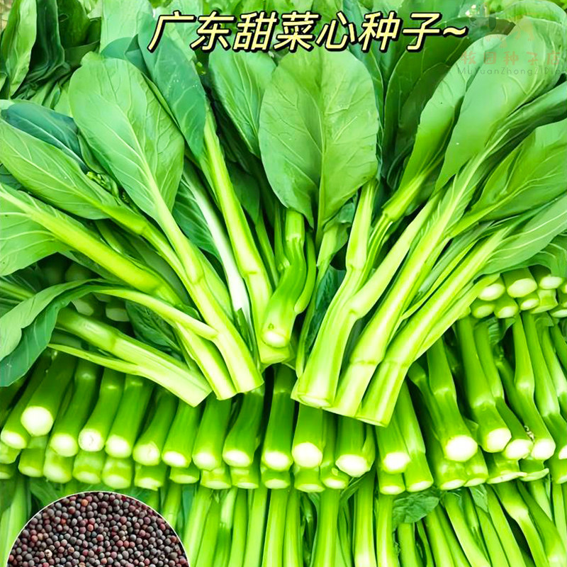 广东四九菜心种子四季播速生菜苔青油甜菜心种籽农家种子四季大全