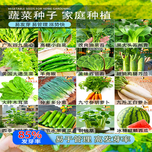 四季青蔬菜种子大全辣椒籽茄子生菜番茄春季播种易活原装蔬菜种子
