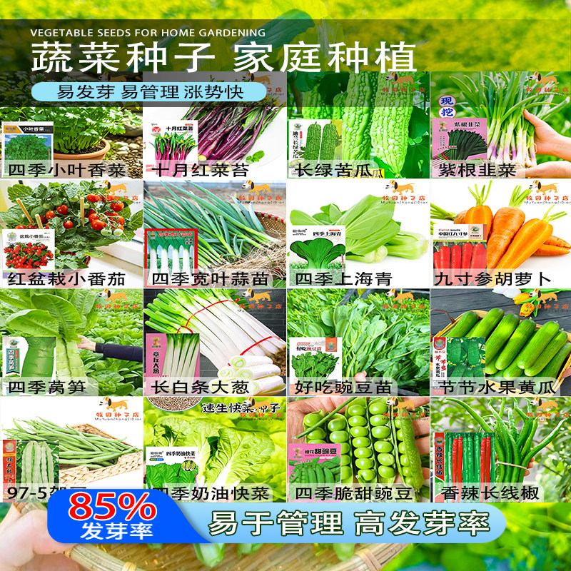 蔬菜种子四季阳台盆栽番茄黄瓜生菜小葱萝卜香葱菜籽黄心籽孑大全