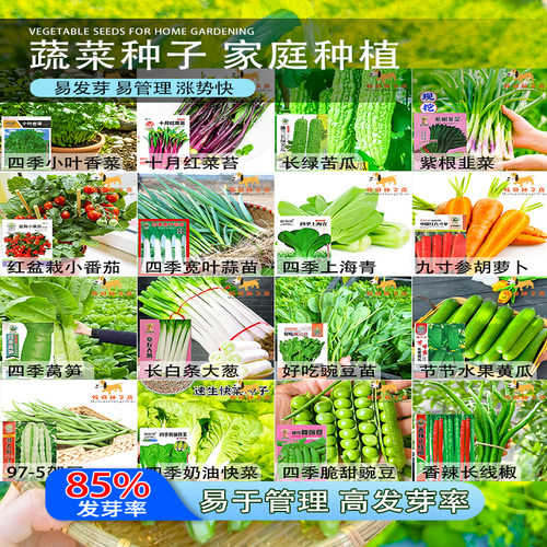 四季蔬菜种子组合装大包装家庭阳台盆栽西红柿黄瓜辣椒豆角菜种籽