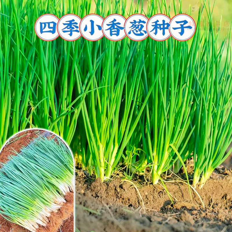 小香葱种子四季小葱种籽庭院阳台盆栽蔬菜种子四季播易种农家菜园
