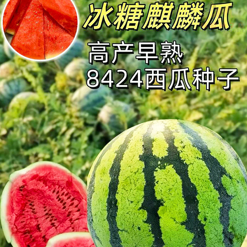 8424麒麟西瓜种子冰糖麒麟无籽西瓜种籽盆栽嫁接西瓜水果蔬菜秧苗