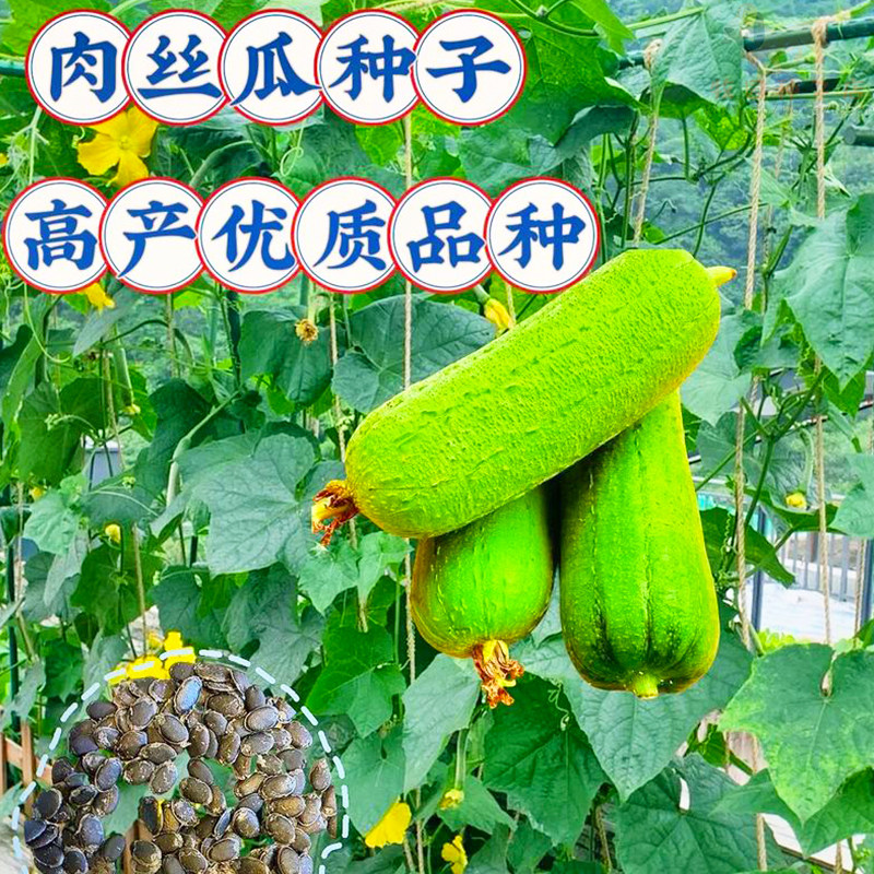 长香肉丝瓜种子四季早熟香嫩丝瓜肉丝瓜种籽庭院阳台四季蔬菜种子