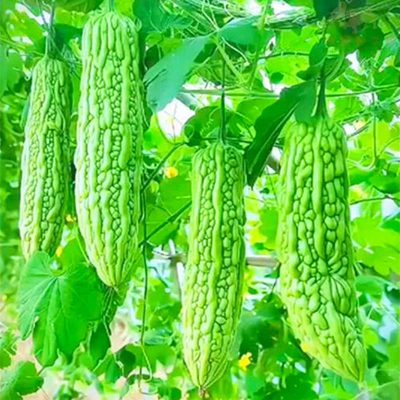 长绿苦瓜种子四季高产厚肉早熟特大常绿苦瓜种籽菜园农田蔬菜种子
