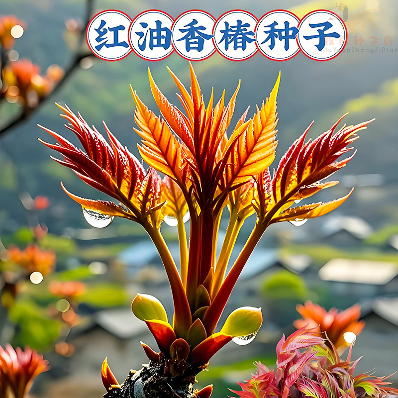 速生红油香椿种子红香春芽苗菜种籽盆栽四季新鲜嫩芽蔬菜种孑大全
